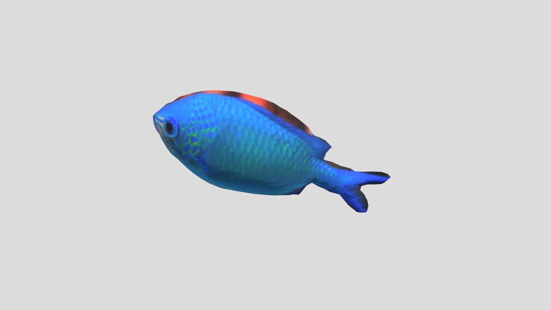 503-20-王鈺博-慈鯛魚