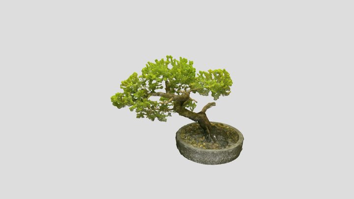Bonsai_ Tree_18 – Free 3D Model STL
