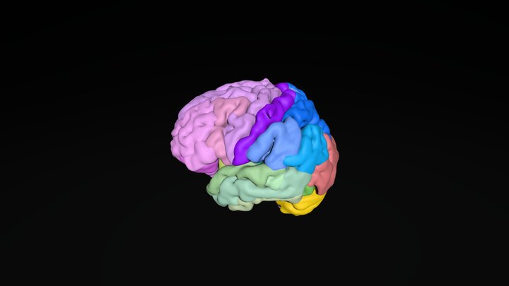 Brain Gray Matter 3D Model