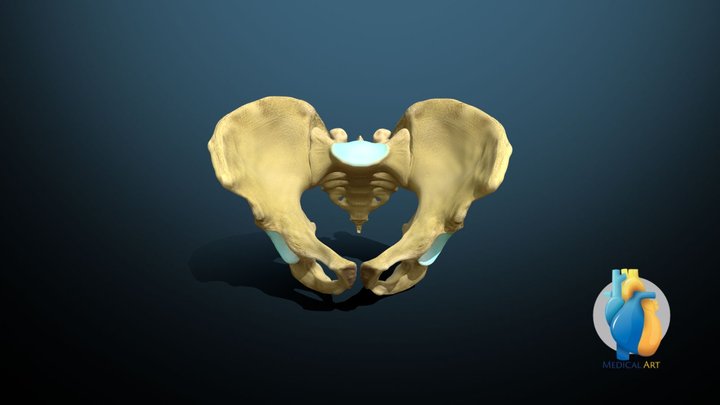 Male Pelvic bones 3D Model