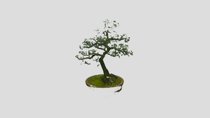Bonsai Tree 28, Cedrus atlantica 'Glauca'