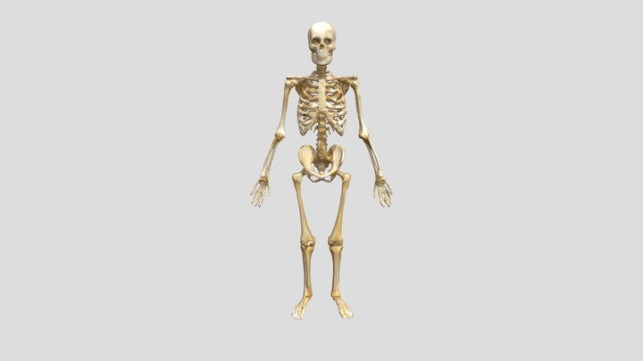 Skeleton_Structure_1018025322 3D Model