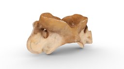 Gomphothere teeth - 2025-06-KB - 3D model by martin.broen [acd5790 ...