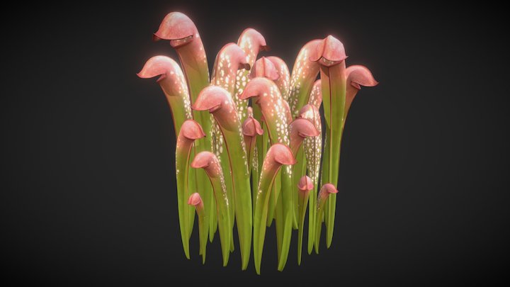 Hooded Pitcher Plant 3D Model