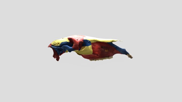 Crane De Cheval en Couleur 3D Model