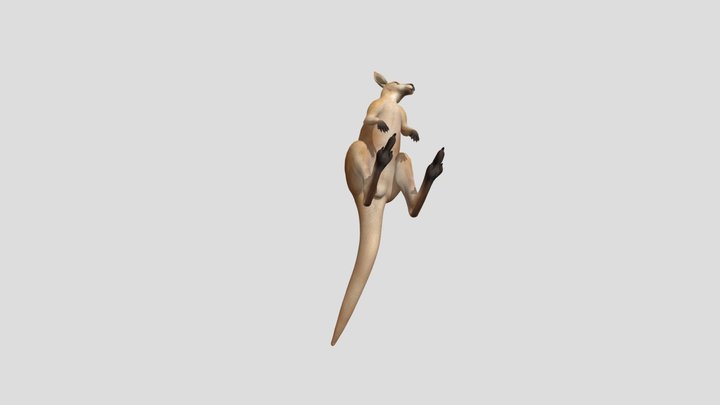 Kangaroo Front 3D Model