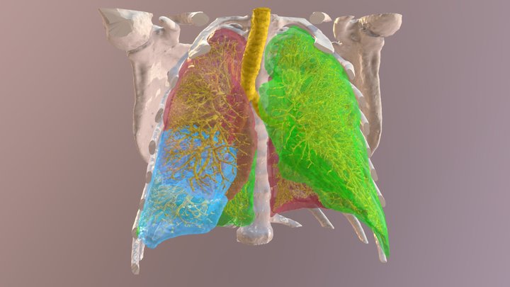 Lung CT scan 3D Model
