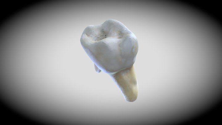 Diente 3D 3D Model