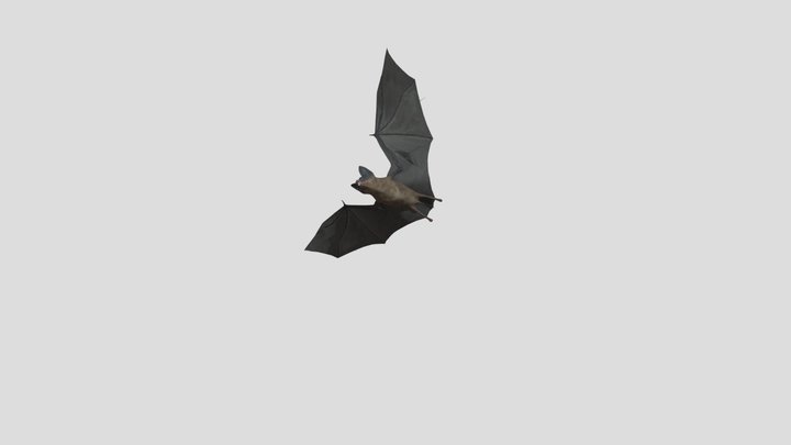 Bat Animation Fly 3D Model