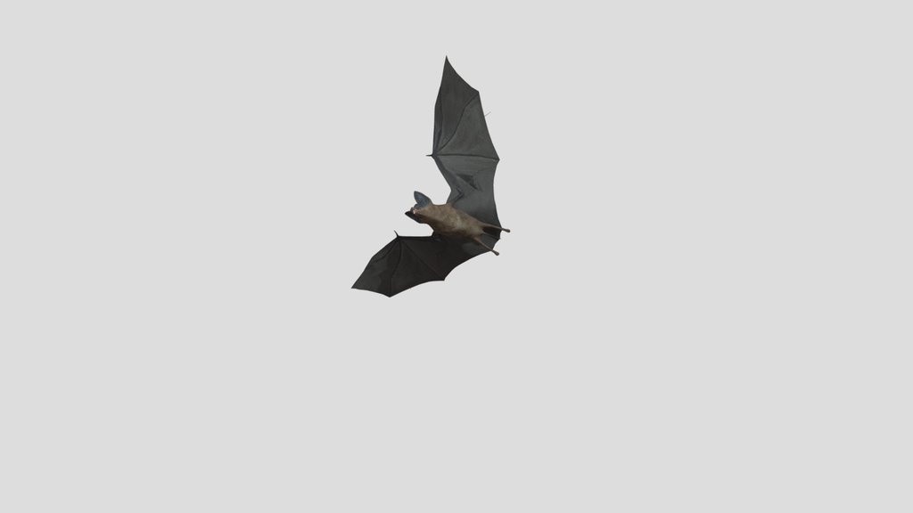 Bat Animation Fly