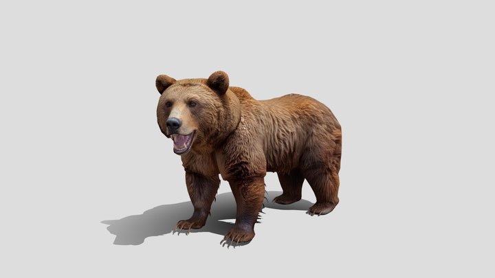 Low Poly Bear 3d Model Free