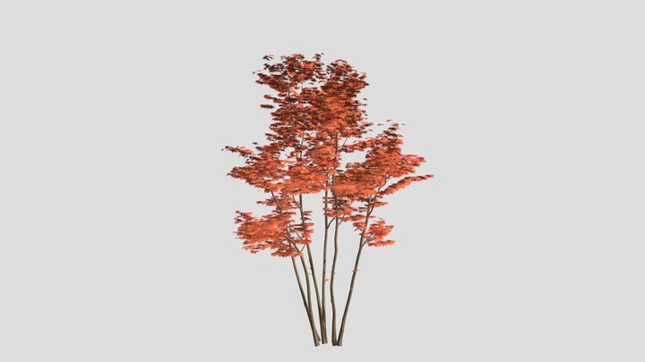 Momiji_4m_fall_4_Demo 3D Model
