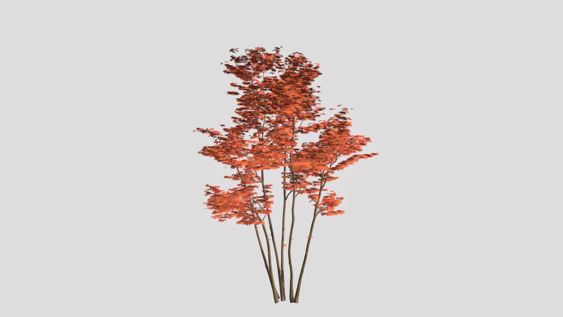 Momiji_4m_fall_4_Demo