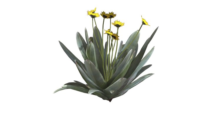 Frailejon Plant with Flowers #05 3D Model