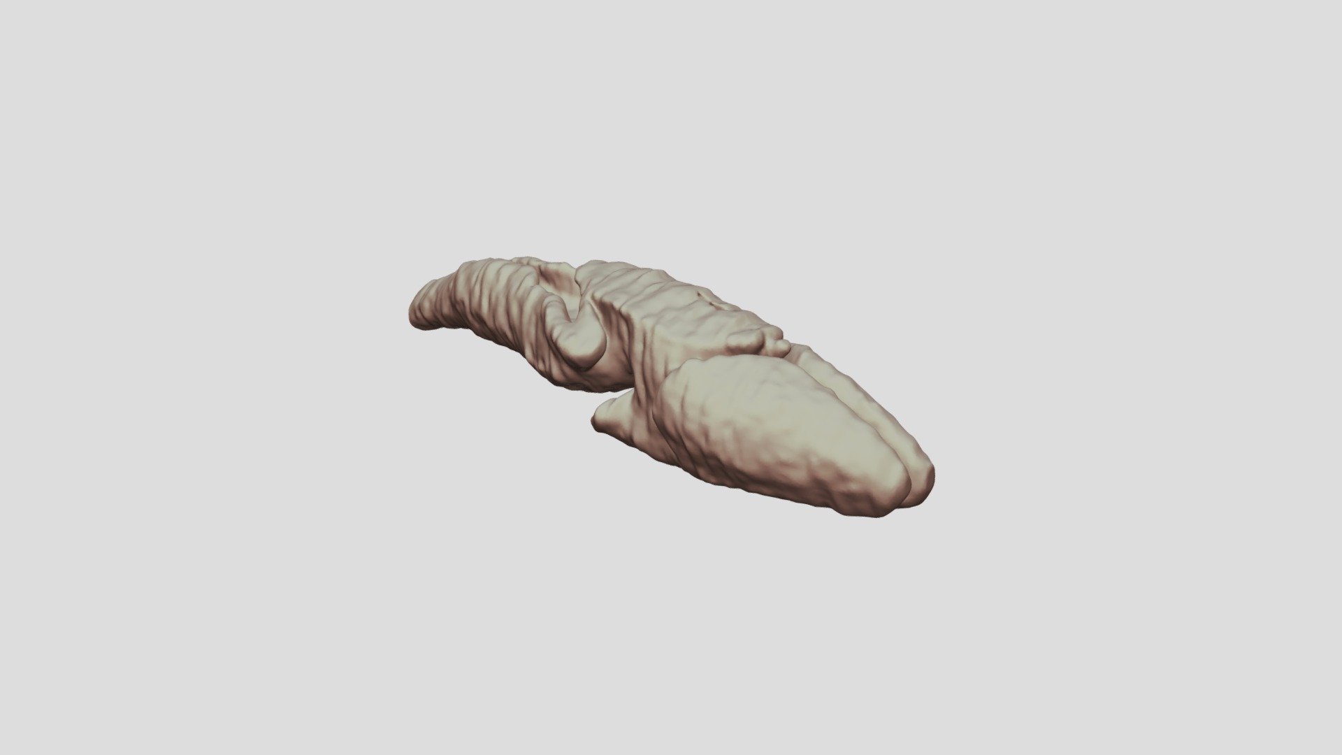 Brain of a juvenile Proteus anguinus