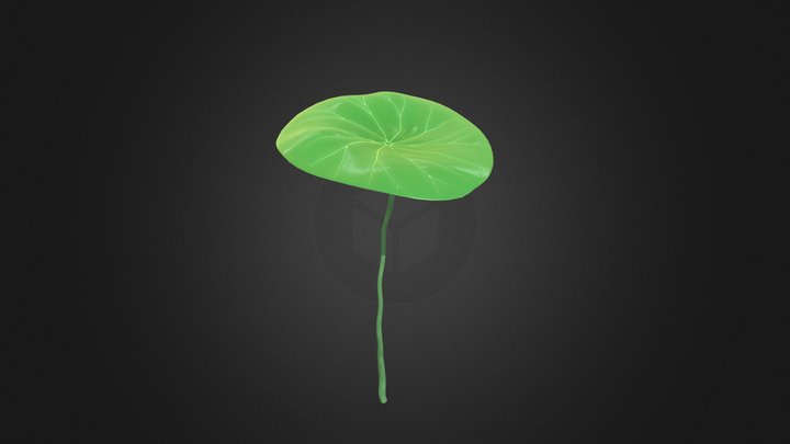lotus leaf 3D Model