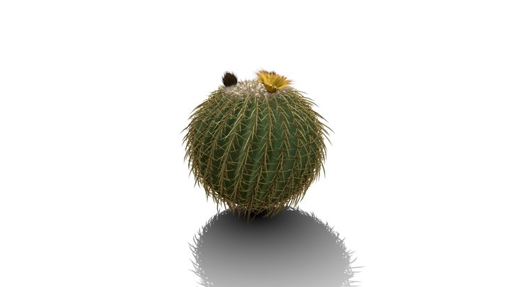 Realistic HD Golden barrel cactus (1/30) 3D Model