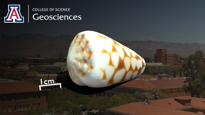 Conus Marmoreus (Linnaeus, 1758) 3D Model
