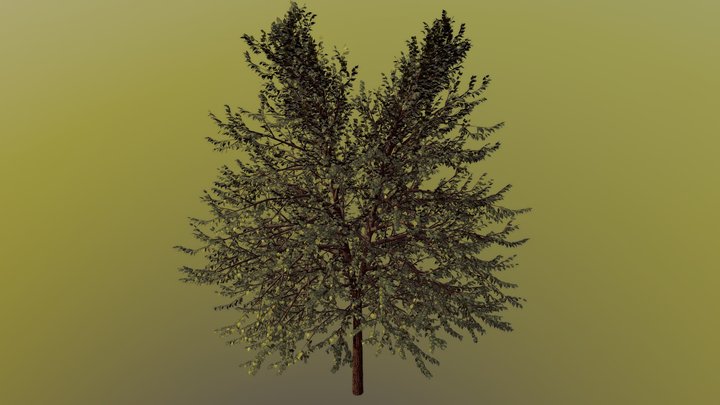 Maple Tree 3D Model