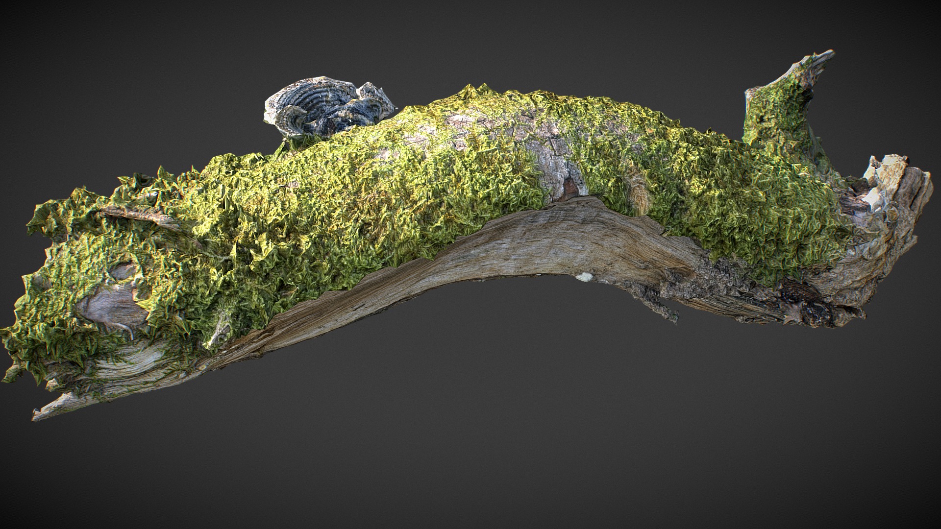 3D model Mushrooms Wood 04 - This is a 3D model of the Mushrooms Wood 04. The 3D model is about a tree branch with moss growing on it.