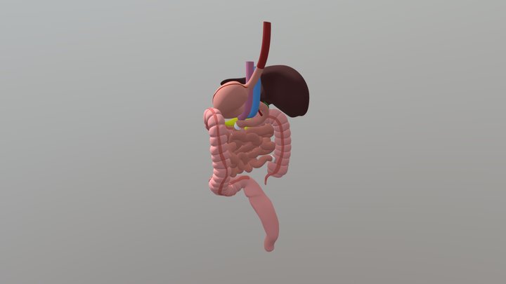 Digestive System 3D Model