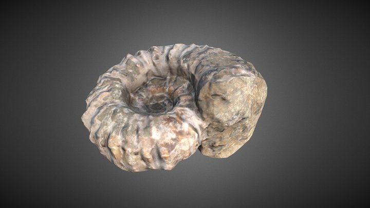 Ammonite 3D Model
