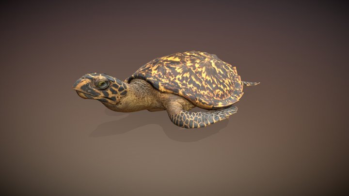 Hawksbill Turtle 3D Model