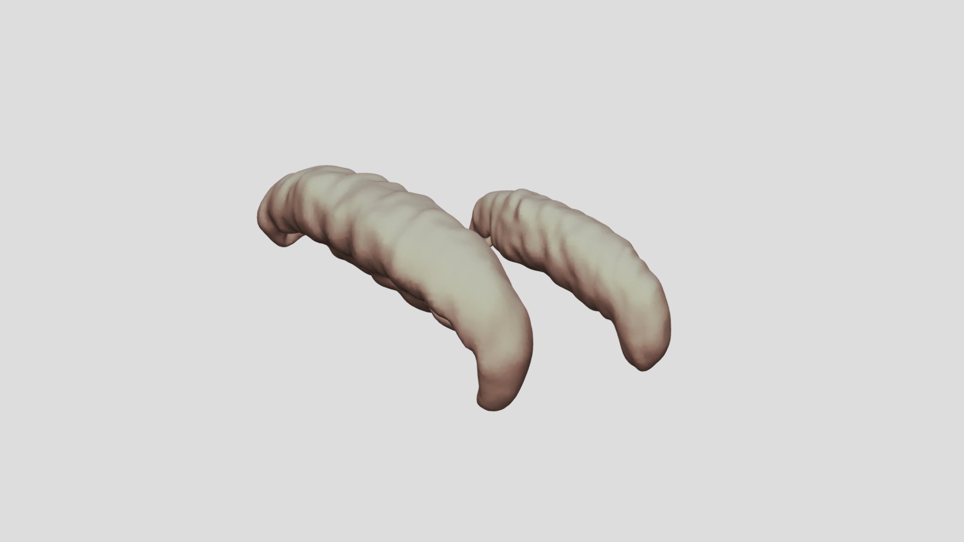 Olfactory organ of a juvenile Proteus anguinus