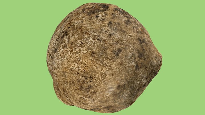 fossil sponge 3D Model