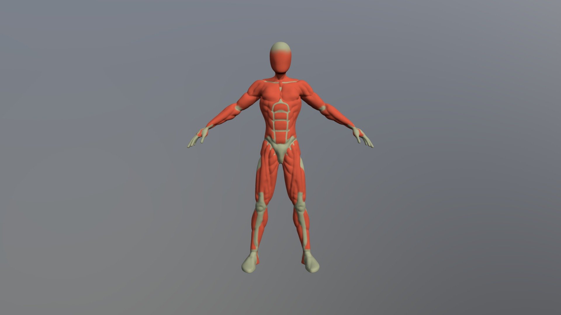 2284_DONNÉ_Erwan_Anatomie