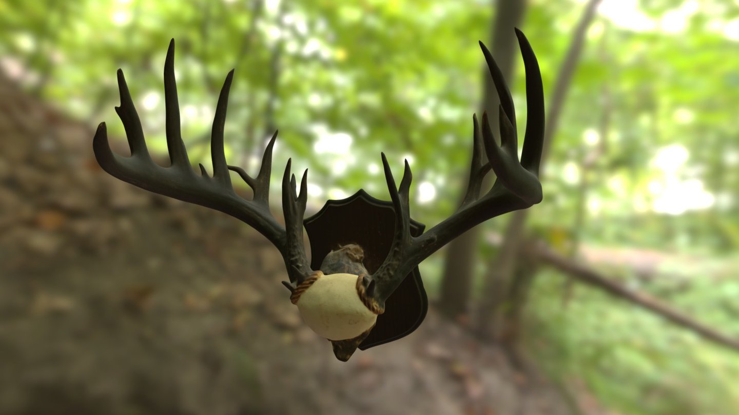 3D Scan - Deer Antlers