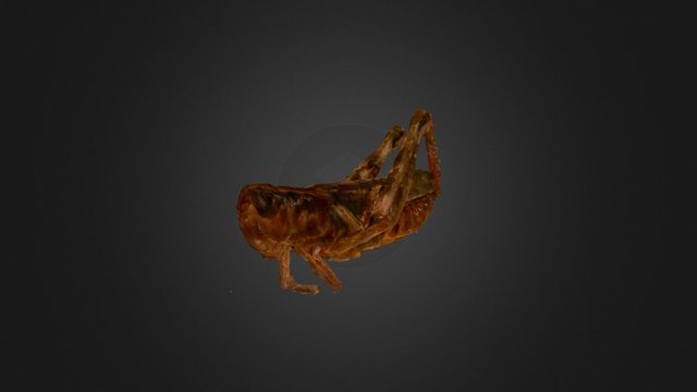 Grasshopper Dick Poly 3D Model