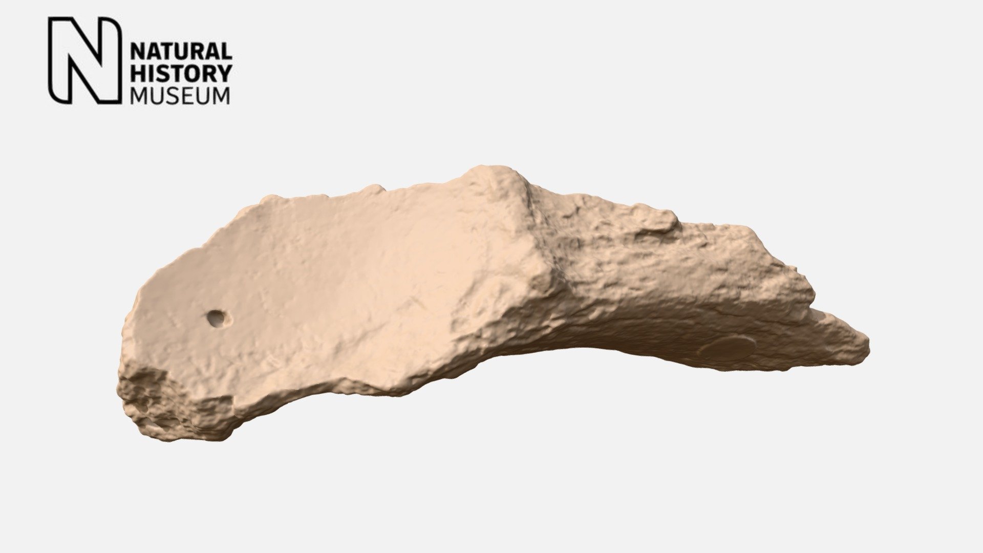 Macrauchenia patachonica - pelvis fragment