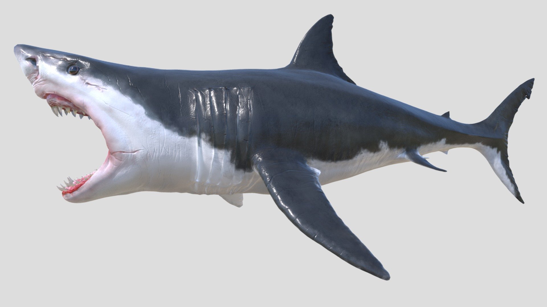 Complete Realistic Shark Model - The Great White Shark (Rigged, Textured,  Easy To Animate)