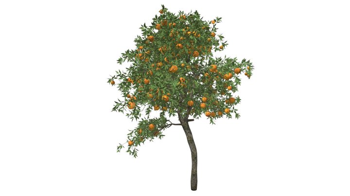 orangetree　 Valencia Orange Tree - 24-36