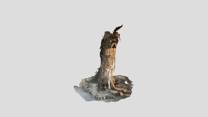 本庄金鑚神社クスノキ 3D Model