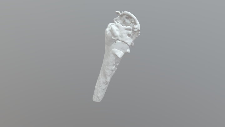 Úmero 3D Model