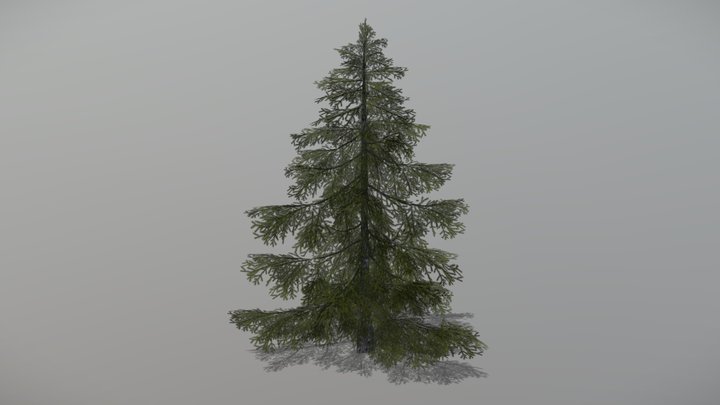 Spruce 1 (Animated Tree) 3D Model