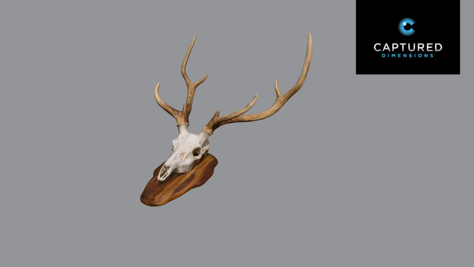 Axis Deer Skull - Buy Royalty Free 3D model by captureddimensions