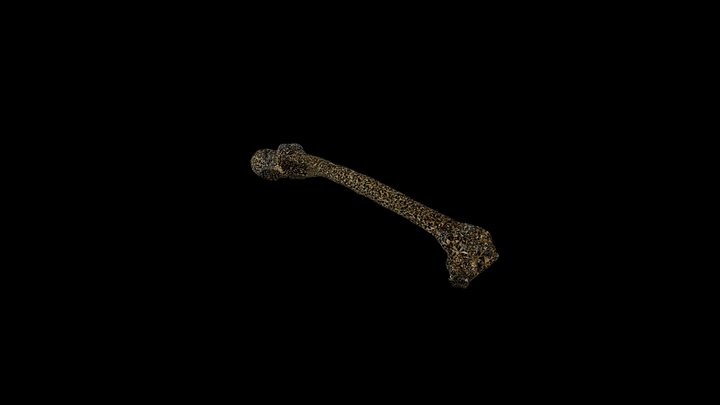 Neanderthal Femur 3D Model