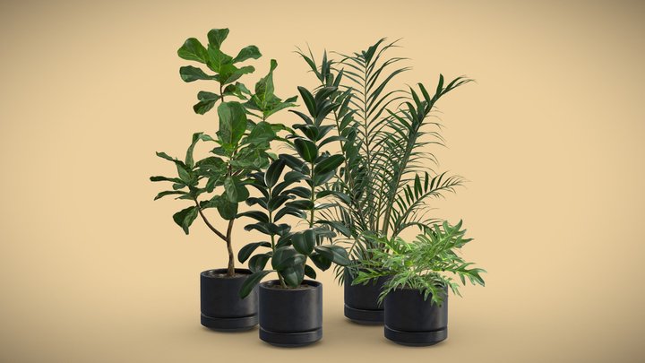 Philodendron 3D models - Sketchfab