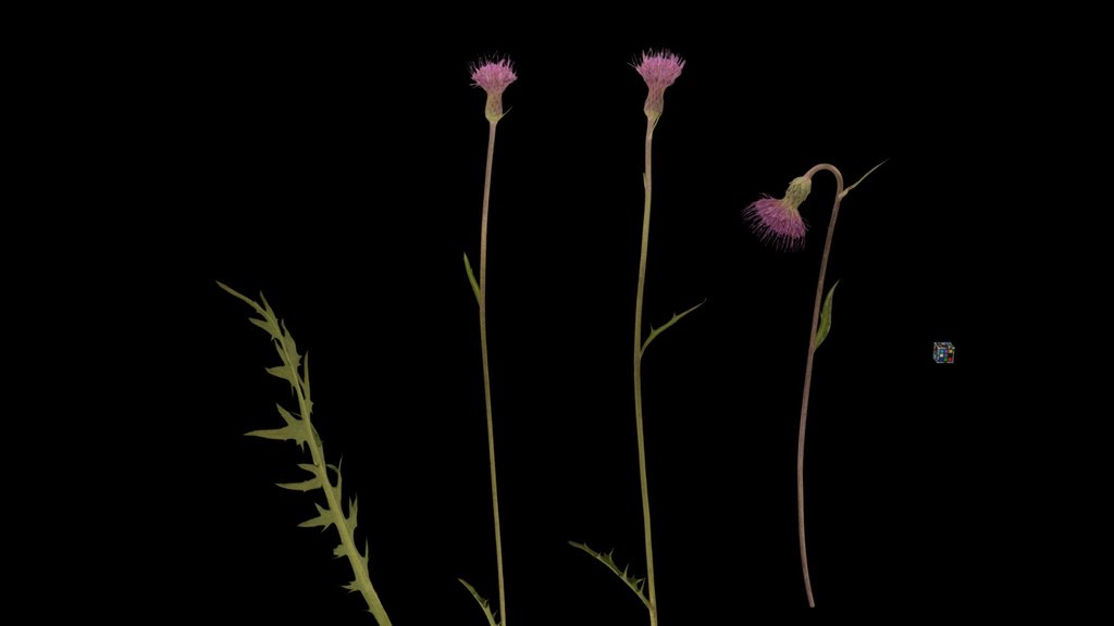 CC0 キセルアザミ？ Pipe Thistle, Cirsium sieboldii
