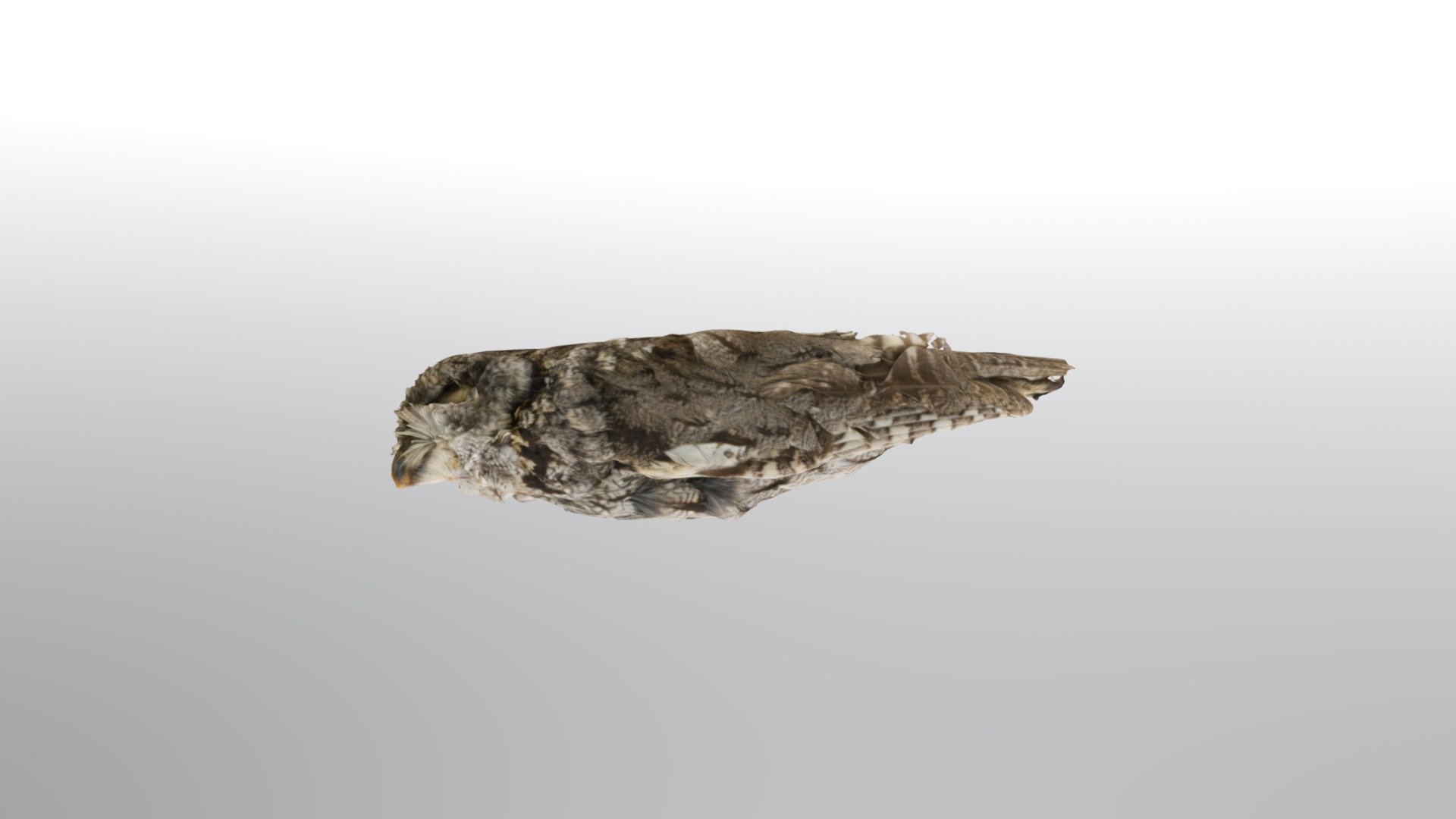 otus asio suttoni 27962