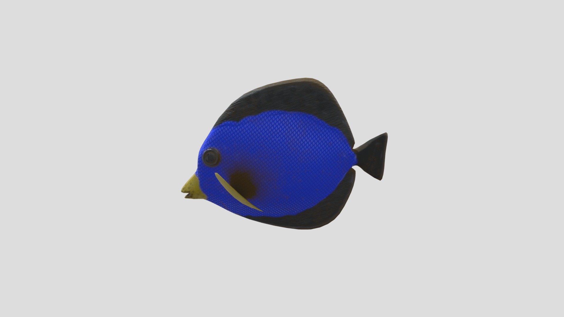 EnochFISH