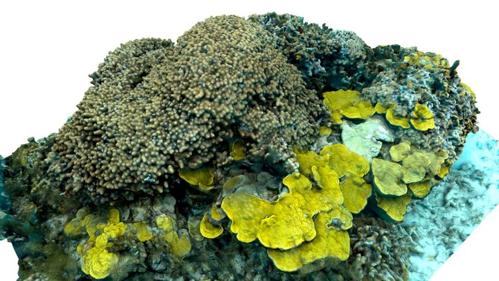 Finger coral, Porites porites 3D Model