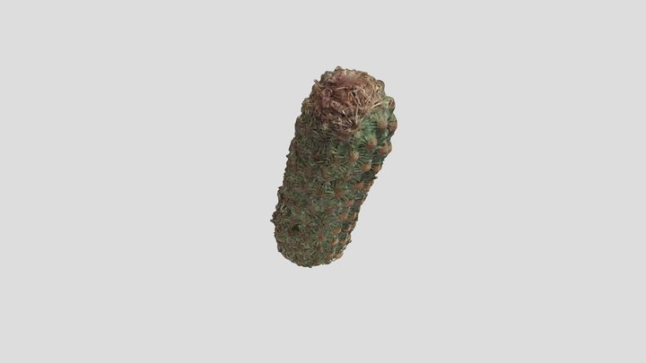 Bergerocactus emory //  EB-24-25-000002 3D Model