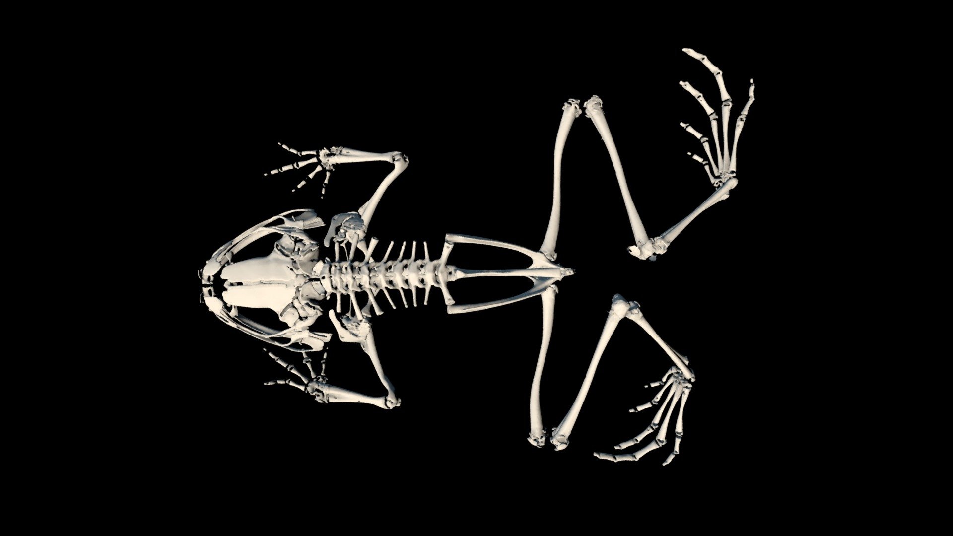 Skeleton of Astrobatrachus kurichiyana
