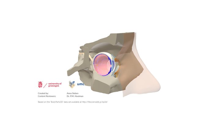 Anatomy of the Eye – Modello 3D gratuito STL
