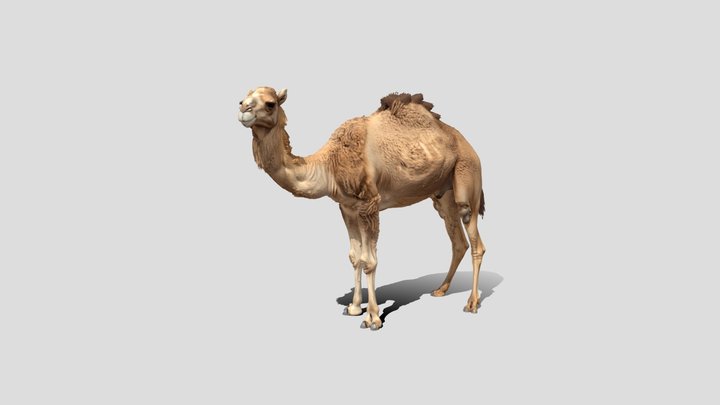 Camel 🐪 3d model free – Kostenloses 3D-Modell STL