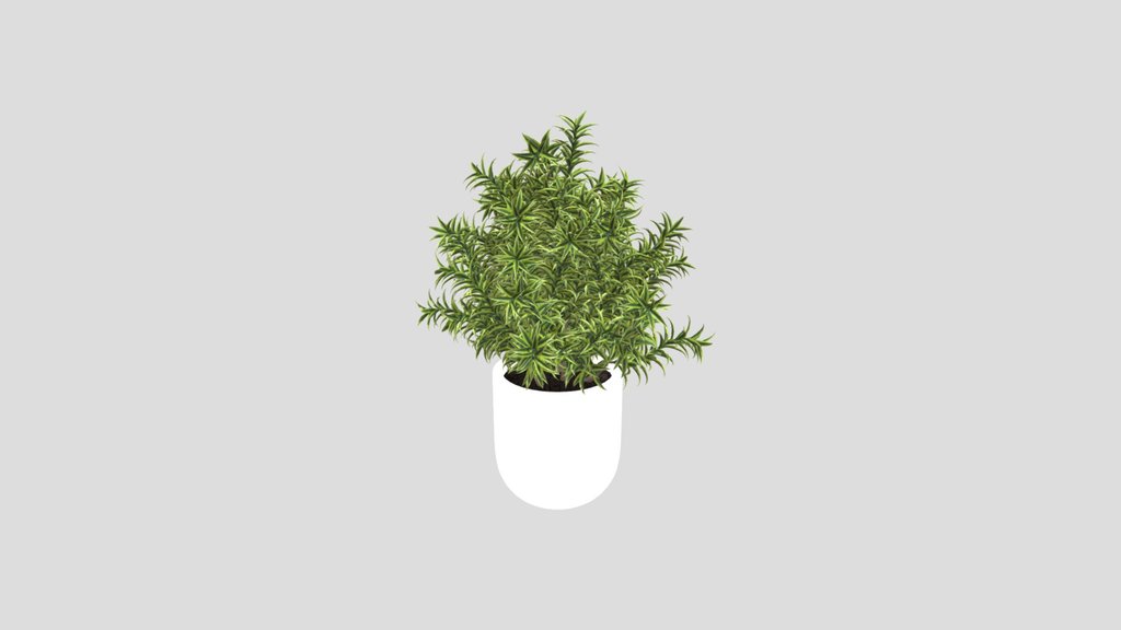 Indoor Plant